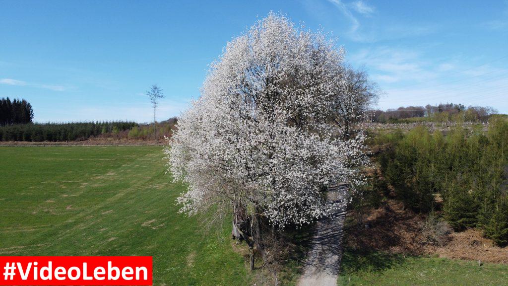 Baumblüte im oberbergischen Land - Videoleben