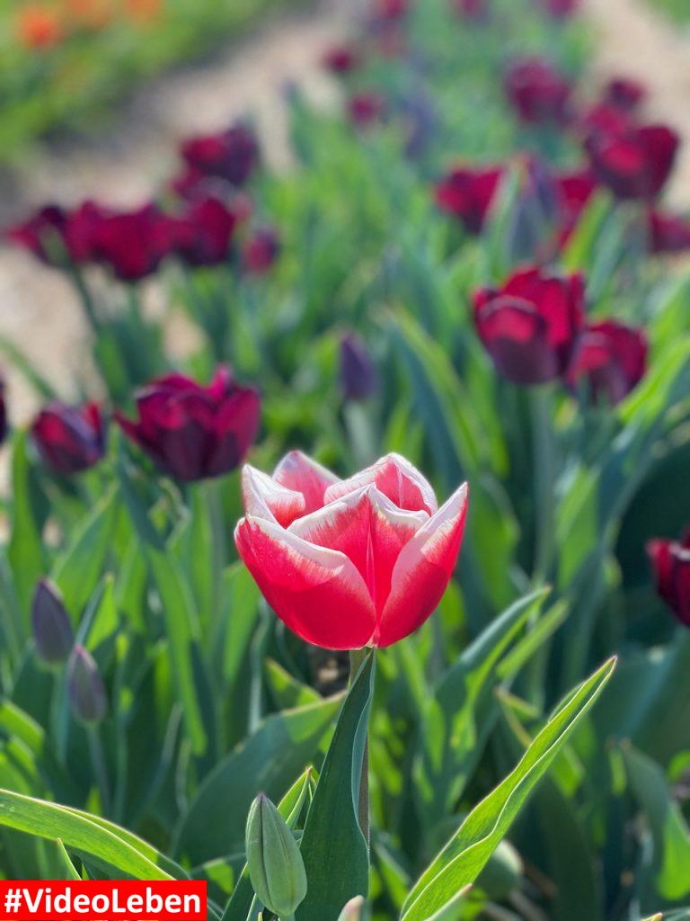 Tulpenbl tenmeer Paulushof bei Grevenbroich VideoLeben