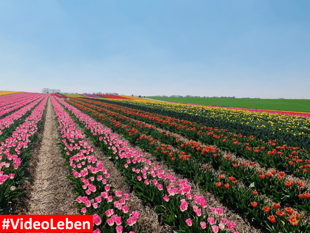Tulpenmeer - Paulushof bei Grevenbroich - Tulpenfelder - Videoleben - Ausflugstipps trotz Corona