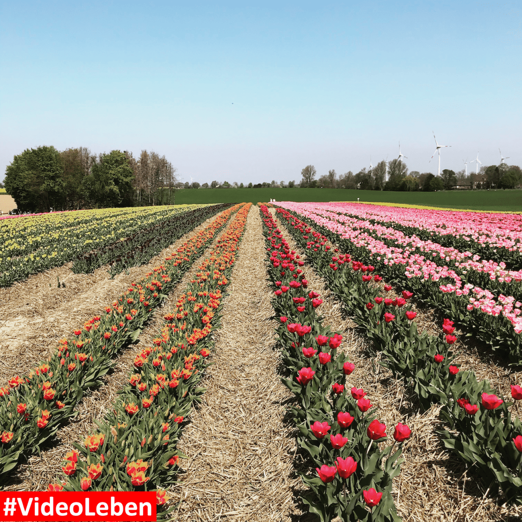 Tulpenmeer - Paulushof bei Grevenbroich - Tulpenfelder - Videoleben - Ausflugstipps trotz Corona
