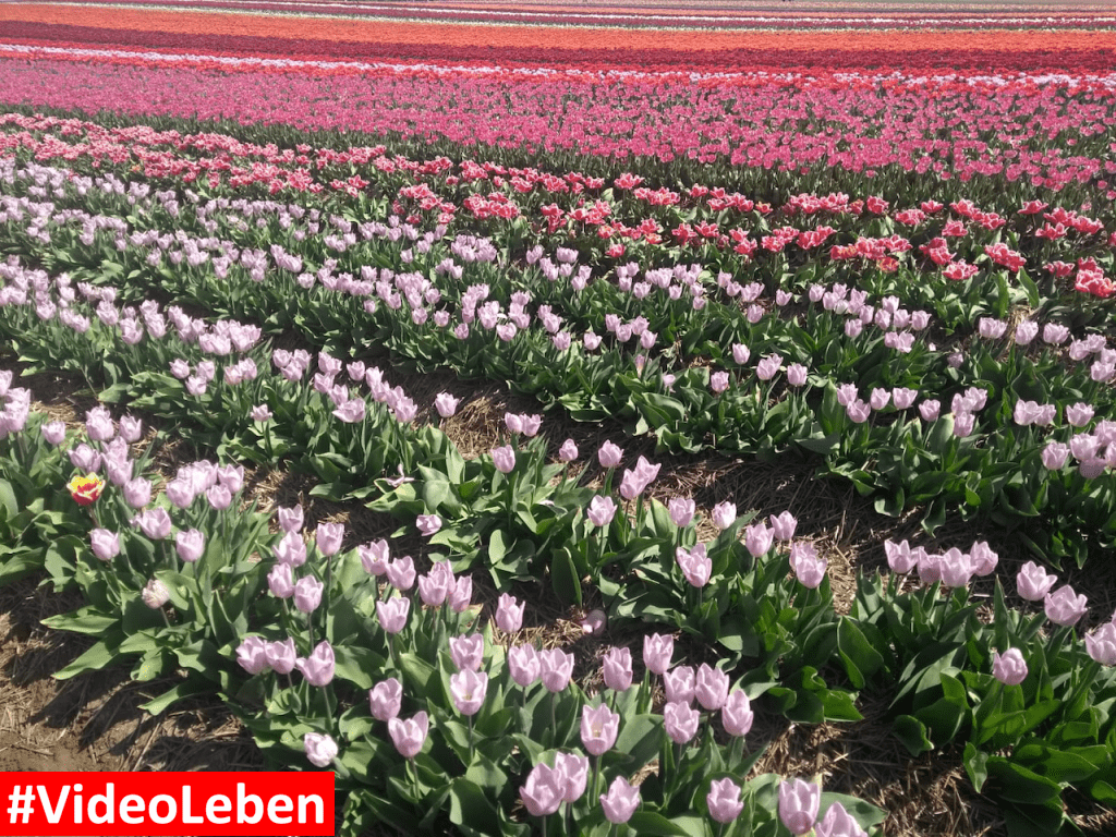 Tulpenmeer - Paulushof bei Grevenbroich - Tulpenfelder - Videoleben - Ausflugstipps trotz Corona