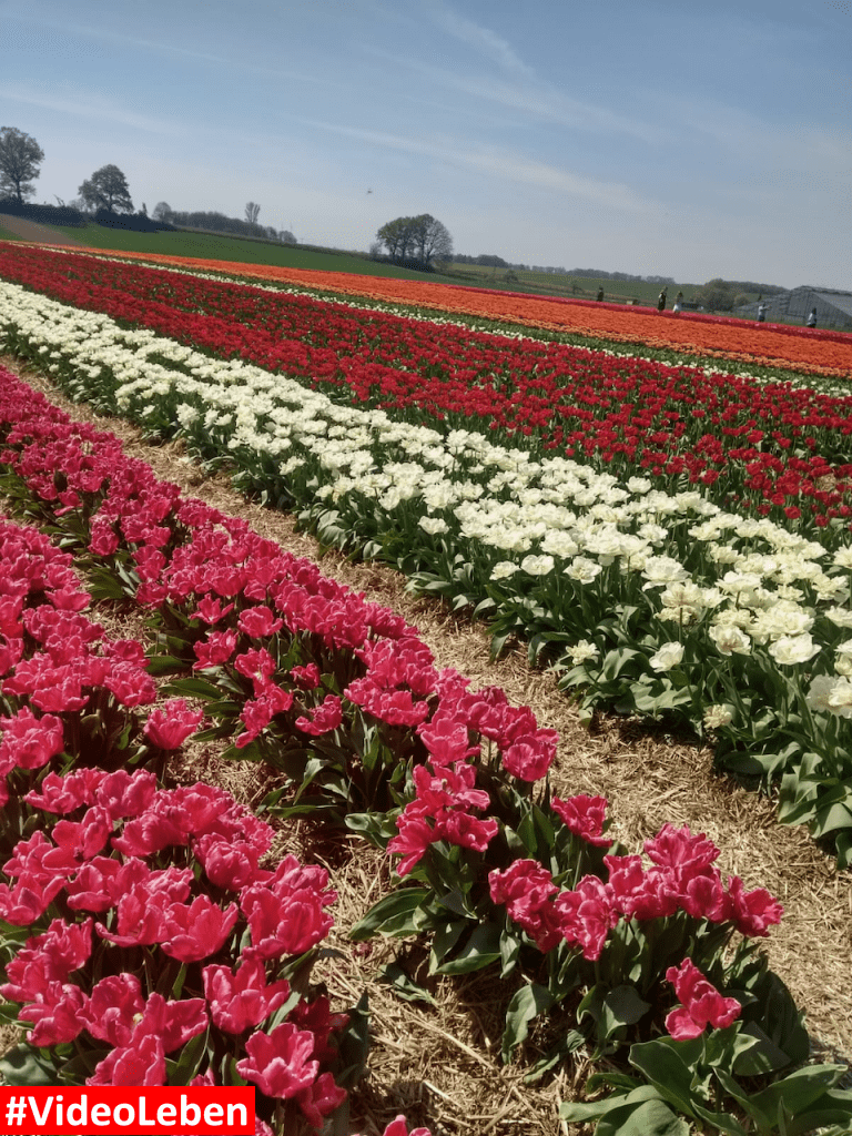 Tulpenmeer - Paulushof bei Grevenbroich - Tulpenfelder - Videoleben - Ausflugstipps trotz Corona