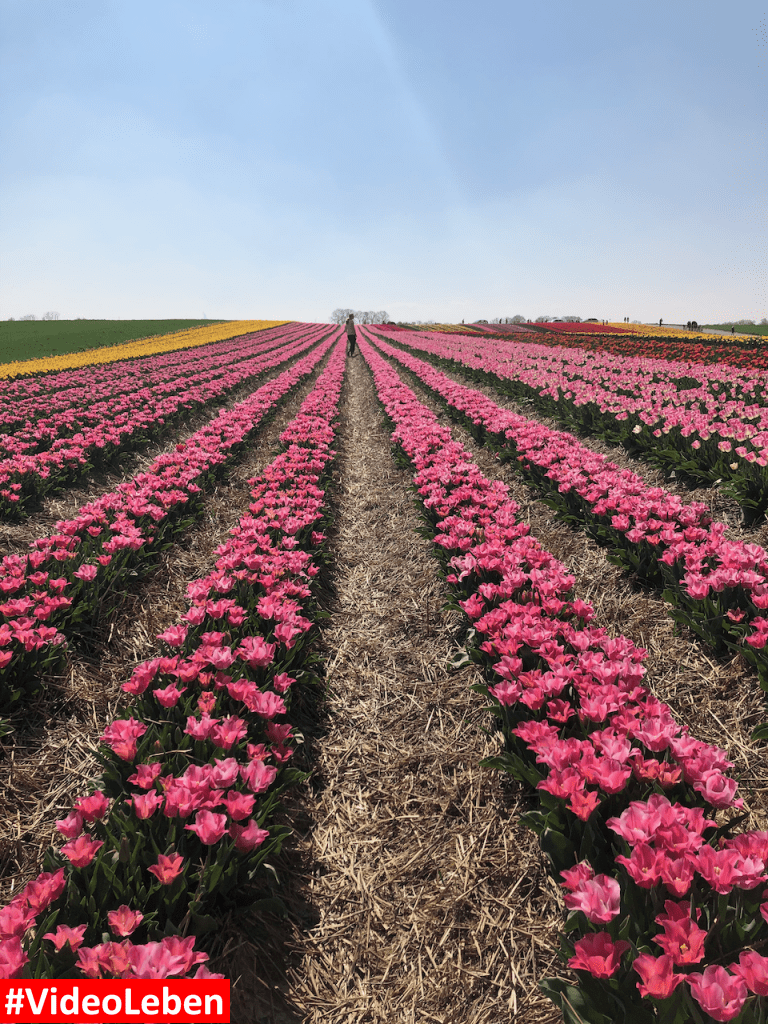 Tulpenmeer - Paulushof bei Grevenbroich - Tulpenfelder - Videoleben - Ausflugstipps trotz Corona