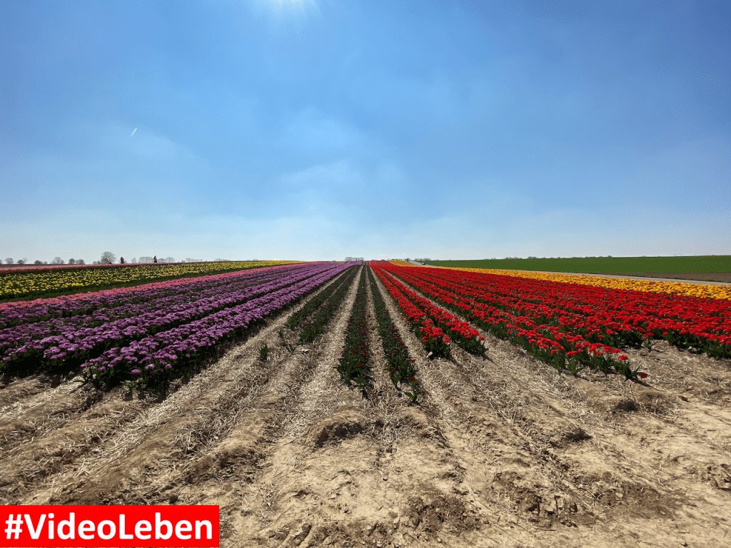 Tulpenmeer - Paulushof bei Grevenbroich - Tulpenfelder - Videoleben - Ausflugstipps trotz Corona