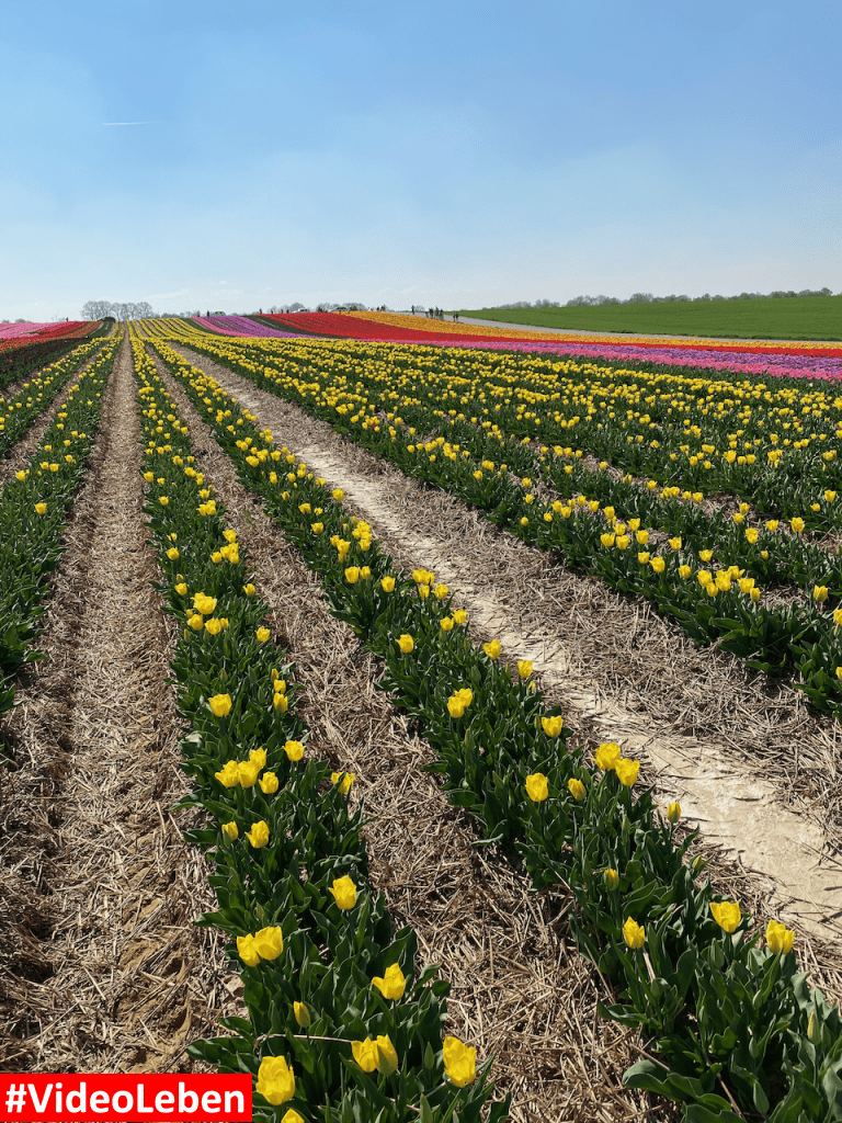 Tulpenmeer - Paulushof bei Grevenbroich - Tulpenfelder - Videoleben - Ausflugstipps trotz Corona