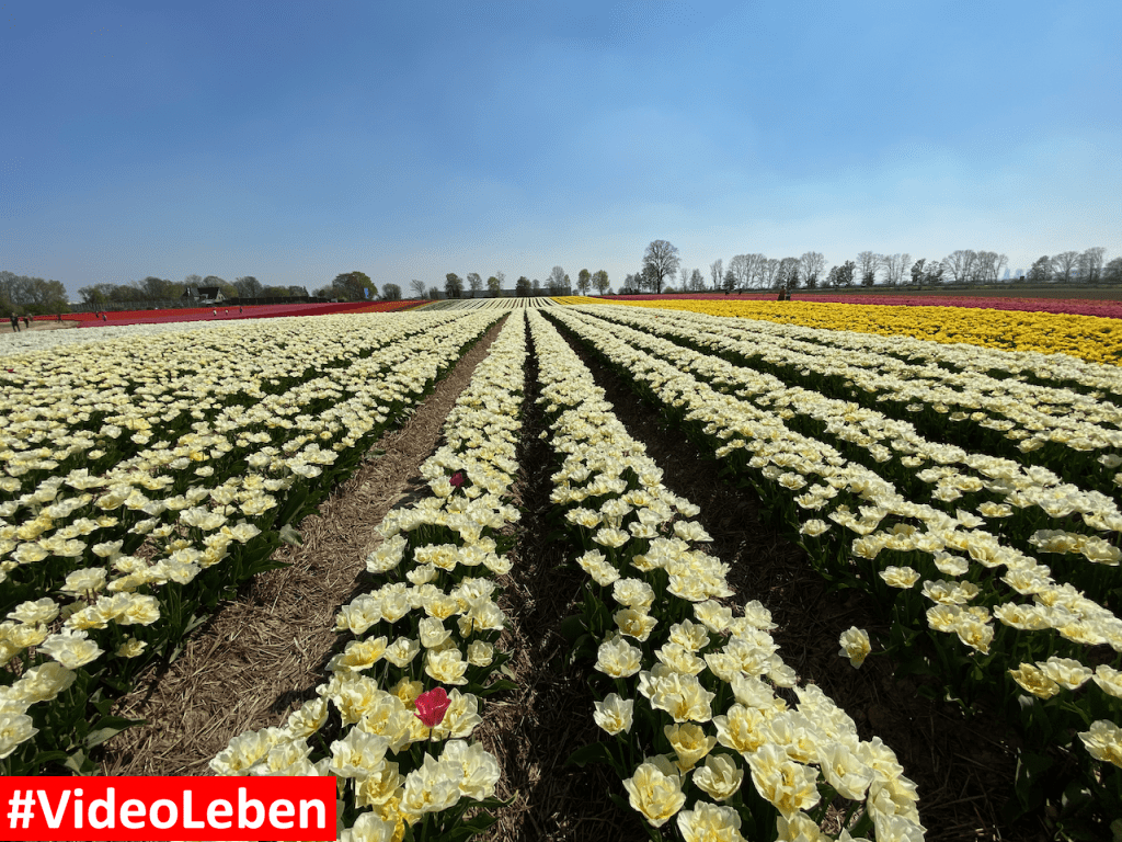 Tulpenmeer - Paulushof bei Grevenbroich - Tulpenfelder - Videoleben - Ausflugstipps trotz Corona