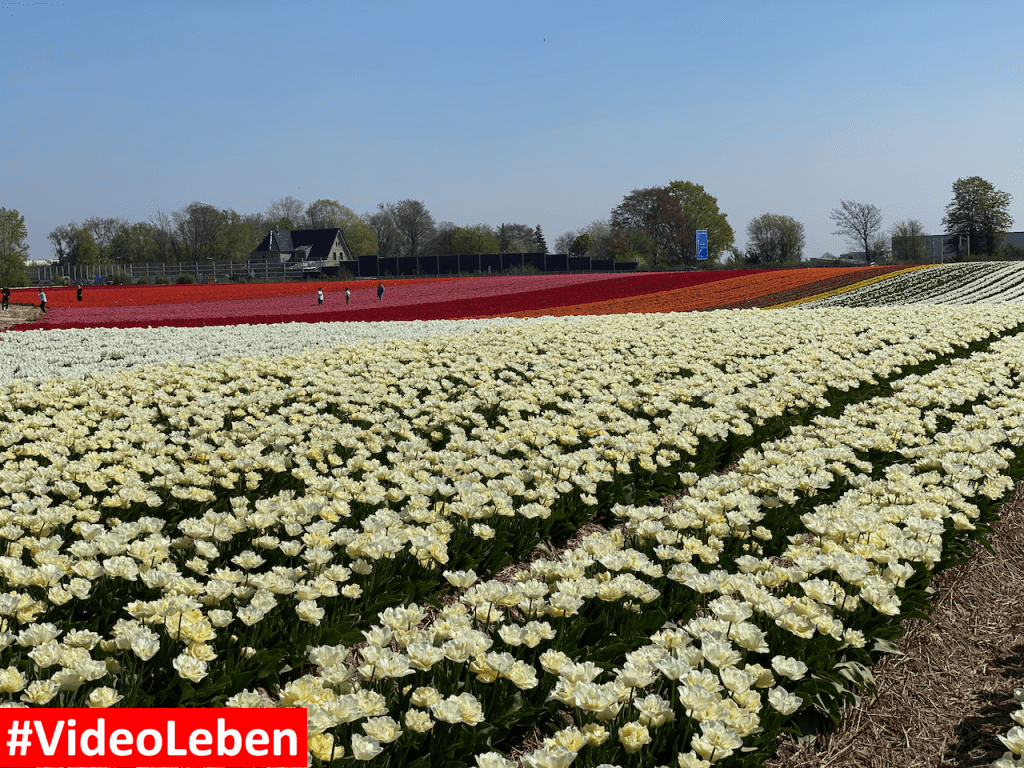 Tulpenmeer - Paulushof bei Grevenbroich - Tulpenfelder - Videoleben - Ausflugstipps trotz Corona