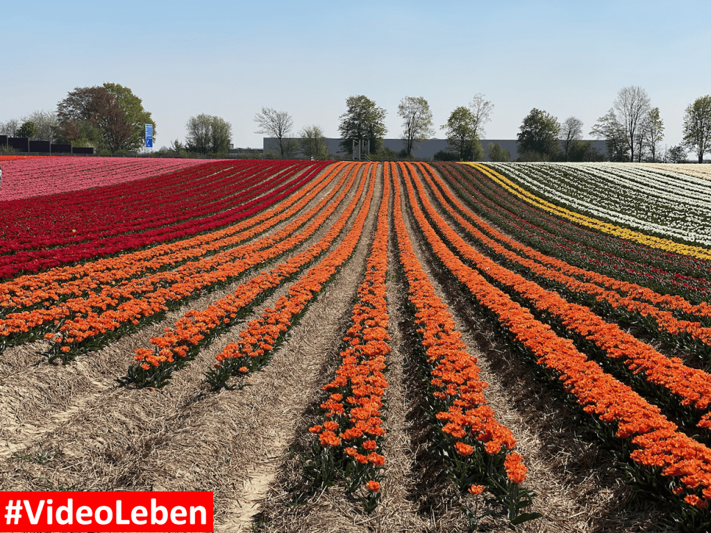 Tulpenmeer - Paulushof bei Grevenbroich - Tulpenfelder - Videoleben - Ausflugstipps trotz Corona