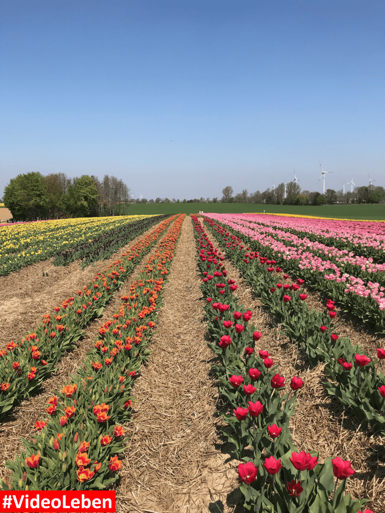 Tulpenmeer - Paulushof bei Grevenbroich - Tulpenfelder - Videoleben - Ausflugstipps trotz Corona