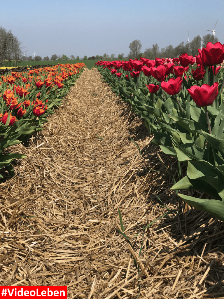 Tulpenmeer - Paulushof bei Grevenbroich - Tulpenfelder - Videoleben - Ausflugstipps trotz Corona