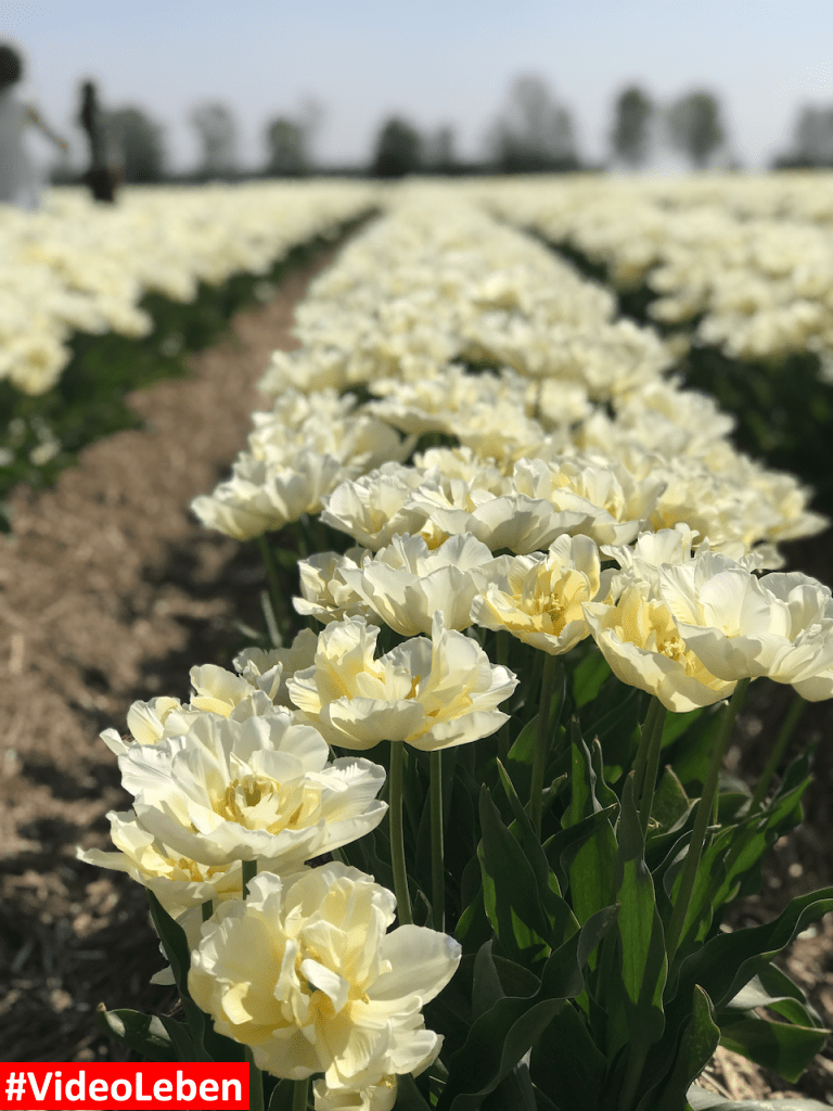 Tulpenmeer - Paulushof bei Grevenbroich - Tulpenfelder - Videoleben - Ausflugstipps trotz Corona