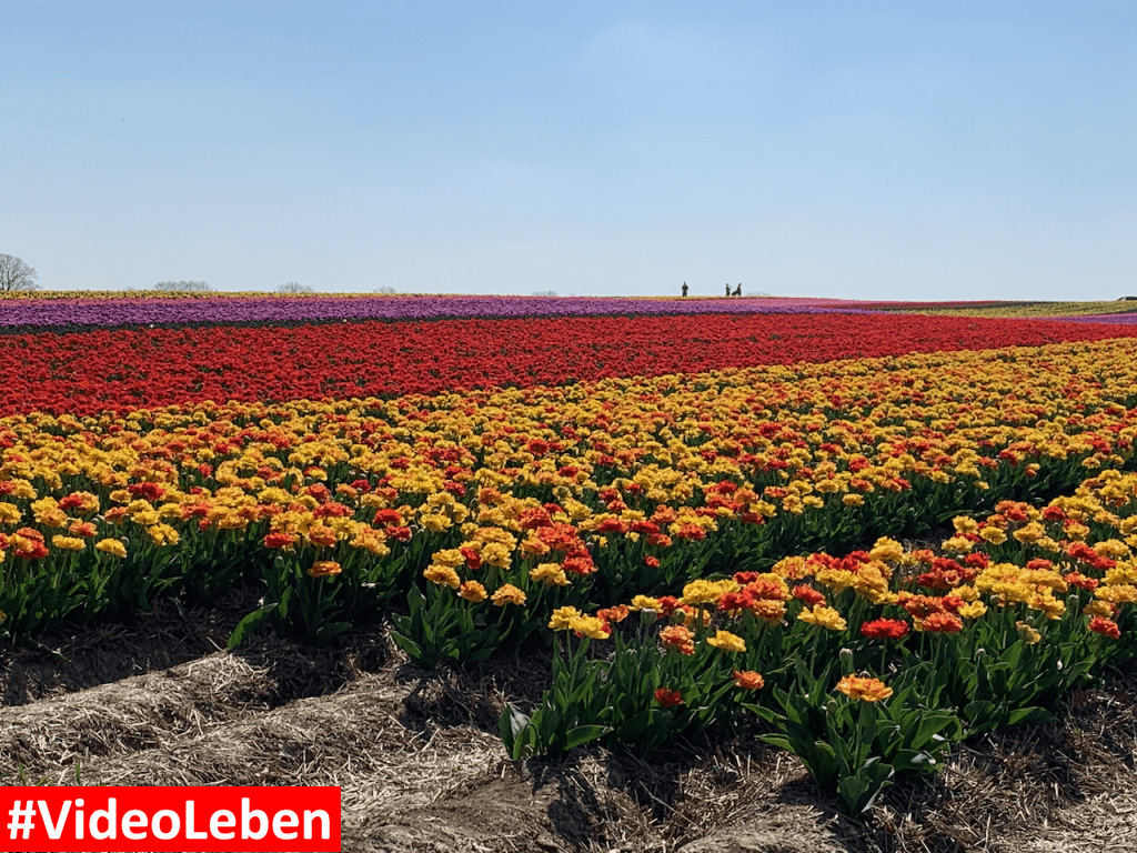 Tulpenmeer - Paulushof bei Grevenbroich - Tulpenfelder - Videoleben - Ausflugstipps trotz Corona