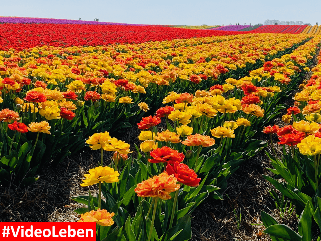 Tulpenmeer - Paulushof bei Grevenbroich - Tulpenfelder - Videoleben - Ausflugstipps trotz Corona