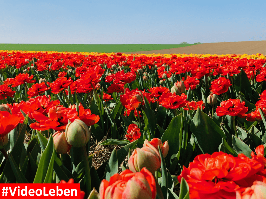 Tulpenmeer - Paulushof bei Grevenbroich - Tulpenfelder - Videoleben - Ausflugstipps trotz Corona