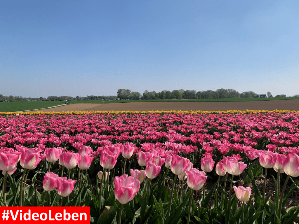 Tulpenmeer - Paulushof bei Grevenbroich - Tulpenfelder - Videoleben - Ausflugstipps trotz Corona