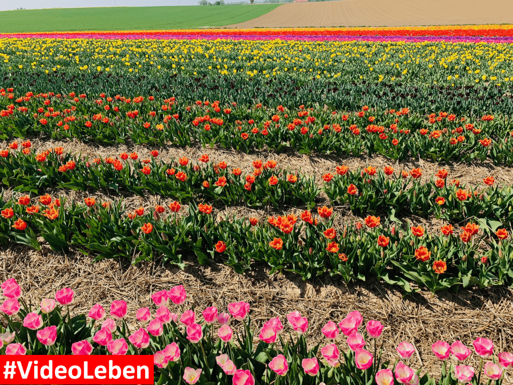 Tulpenmeer - Paulushof bei Grevenbroich - Tulpenfelder - Videoleben - Ausflugstipps trotz Corona