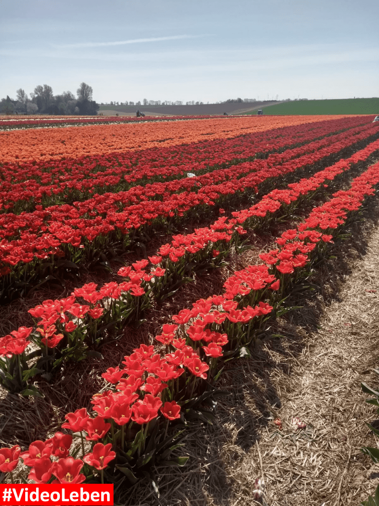 Tulpenmeer - Paulushof bei Grevenbroich - Tulpenfelder - Videoleben - Ausflugstipps trotz Corona