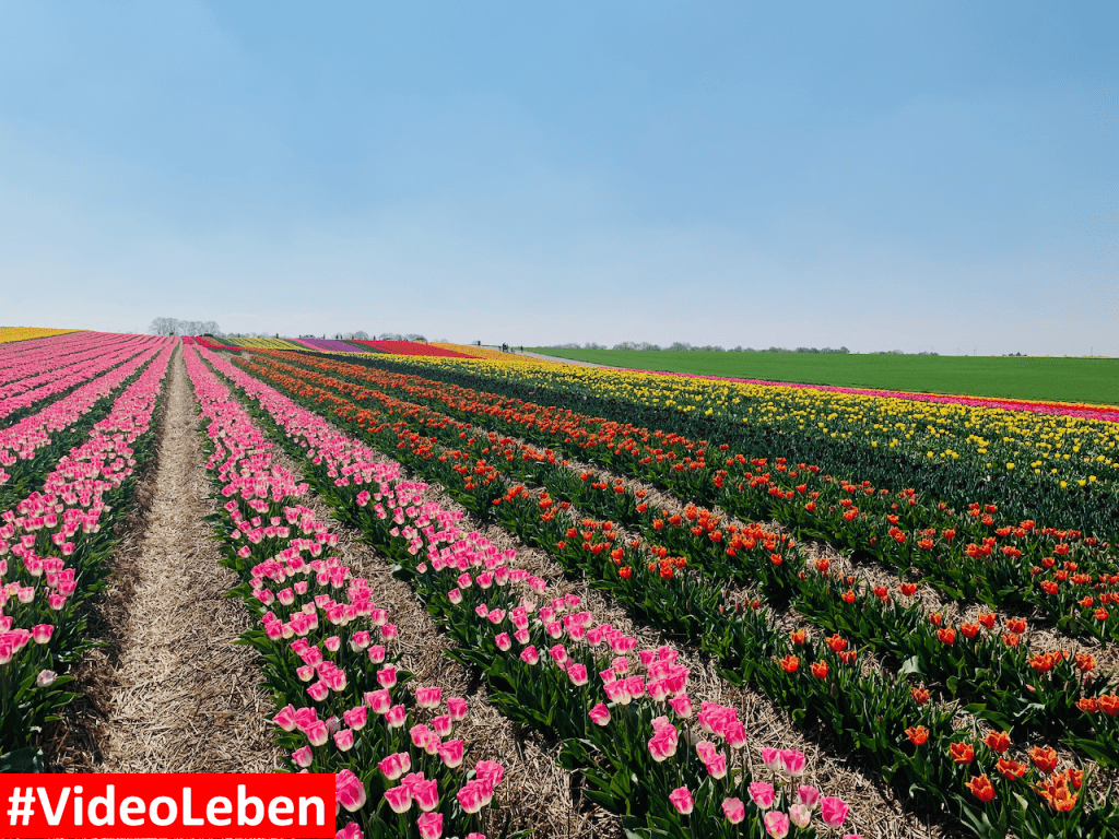 Tulpenmeer - Paulushof bei Grevenbroich - Tulpenfelder - Videoleben - Ausflugstipps trotz Corona