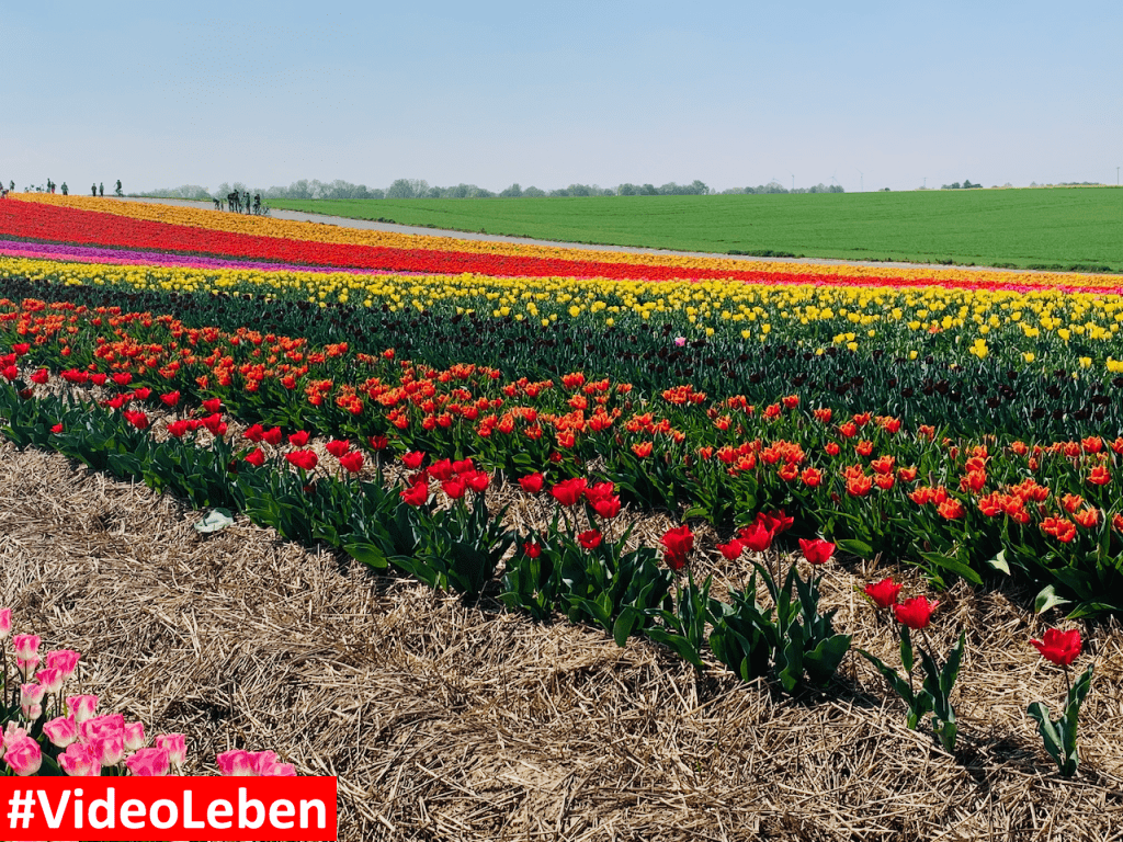Tulpenmeer - Paulushof bei Grevenbroich - Tulpenfelder - Videoleben - Ausflugstipps trotz Corona