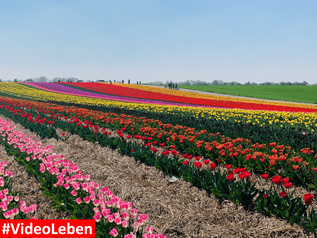 Tulpenmeer - Paulushof bei Grevenbroich - Tulpenfelder - Videoleben - Ausflugstipps trotz Corona