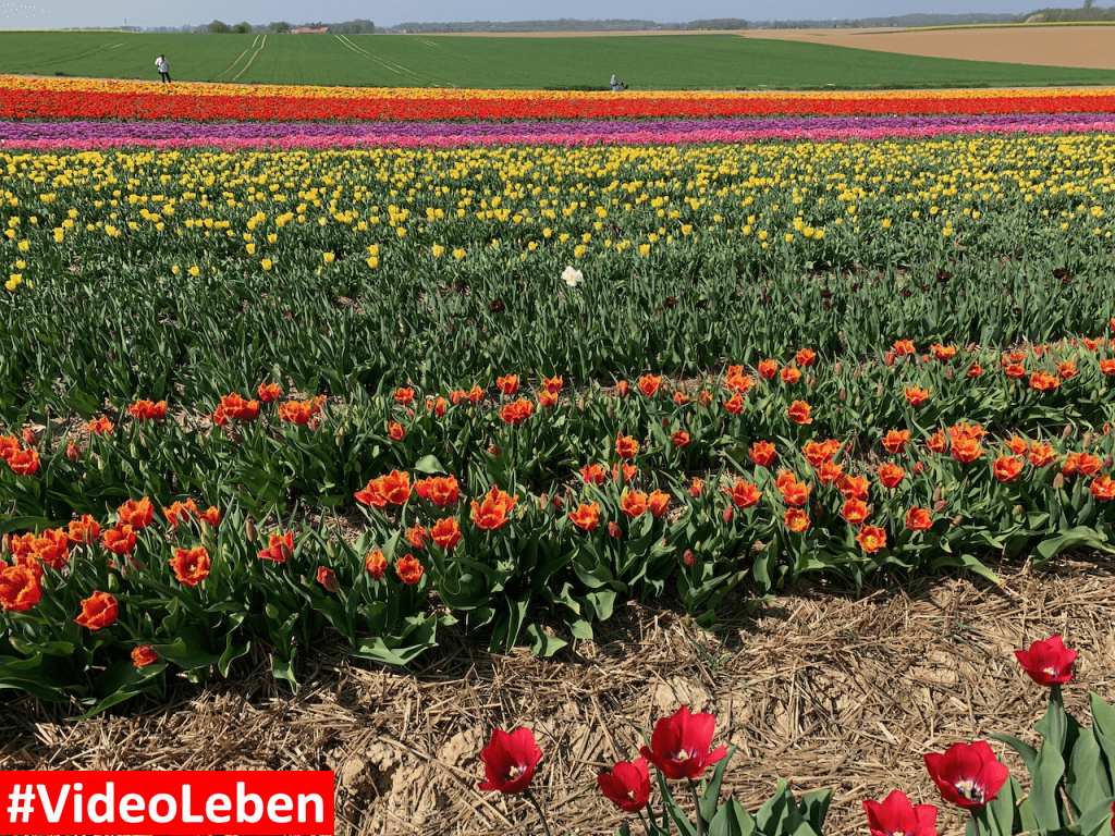 Tulpenmeer - Paulushof bei Grevenbroich - Tulpenfelder - Videoleben - Ausflugstipps trotz Corona