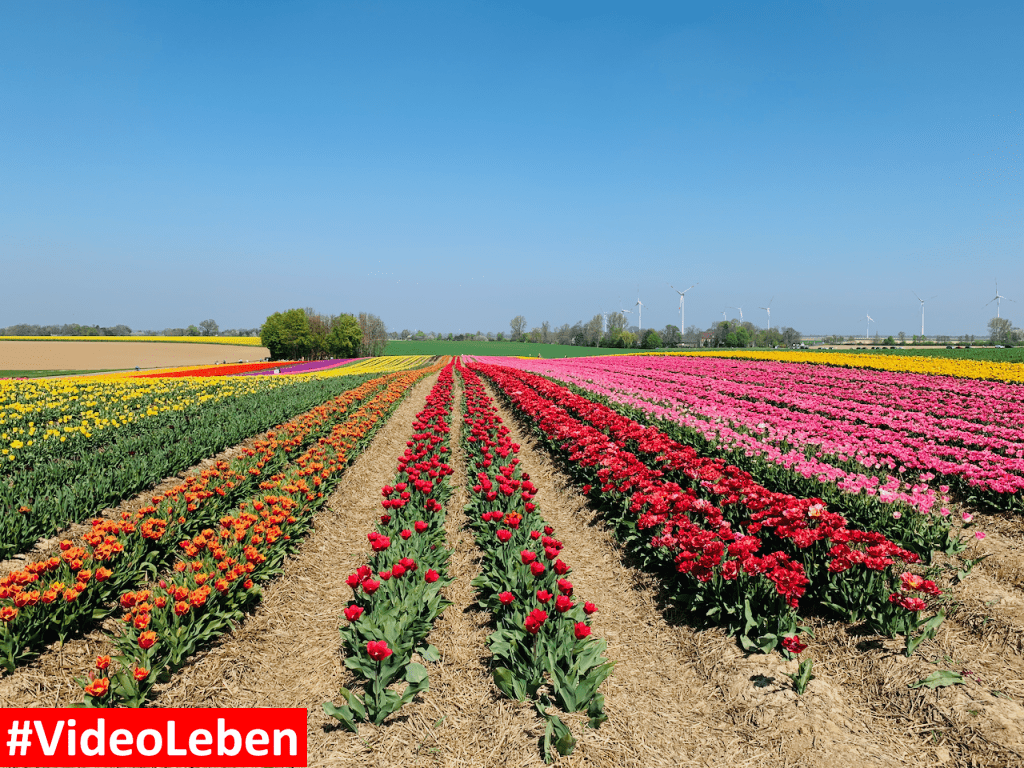 Tulpenmeer - Paulushof bei Grevenbroich - Tulpenfelder - Videoleben - Ausflugstipps trotz Corona