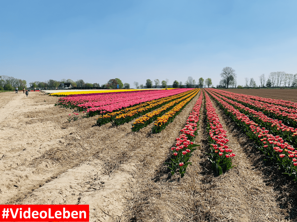 Tulpenmeer - Paulushof bei Grevenbroich - Tulpenfelder - Videoleben - Ausflugstipps trotz Corona