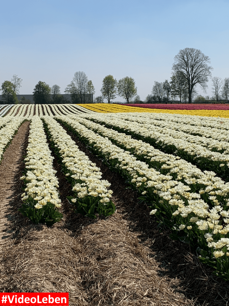Tulpenmeer - Paulushof bei Grevenbroich - Tulpenfelder - Videoleben - Ausflugstipps trotz Corona
