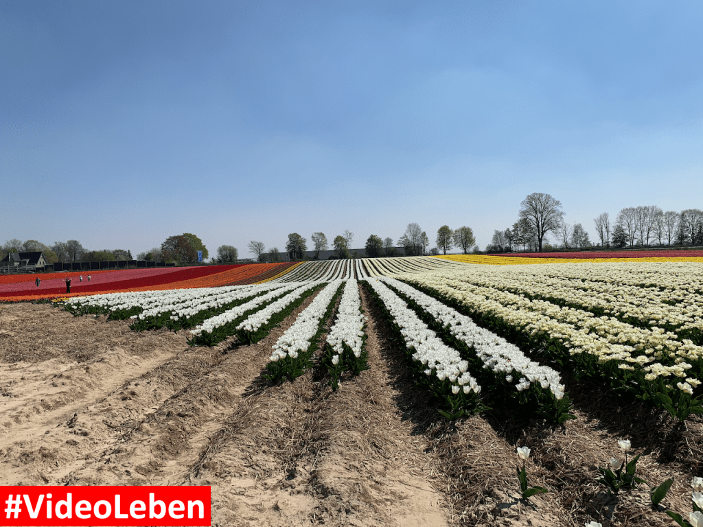 Tulpenmeer - Paulushof bei Grevenbroich - Tulpenfelder - Videoleben - Ausflugstipps trotz Corona