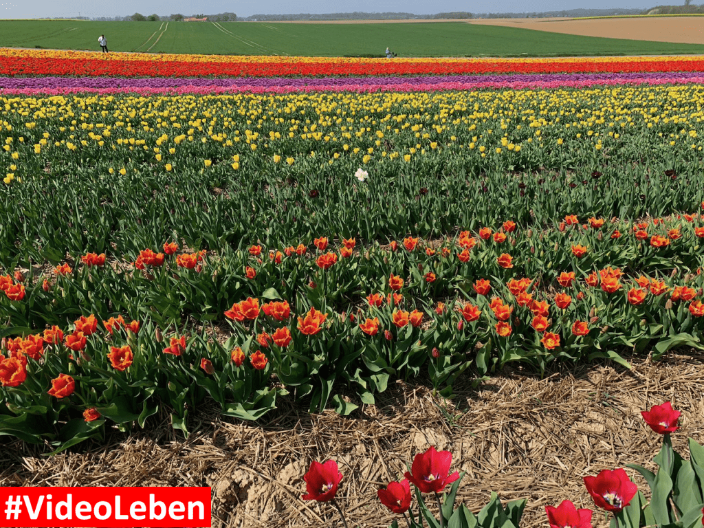 Tulpenmeer - Paulushof bei Grevenbroich - Tulpenfelder - Videoleben - Ausflugstipps trotz Corona