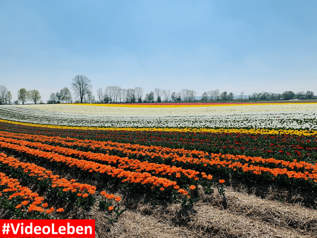 Tulpenmeer - Paulushof bei Grevenbroich - Tulpenfelder - Videoleben - Ausflugstipps trotz Corona