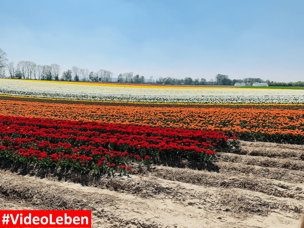 Tulpenmeer - Paulushof bei Grevenbroich - Tulpenfelder - Videoleben - Ausflugstipps trotz Corona