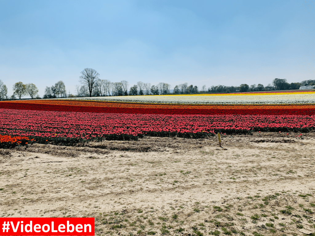 Tulpenmeer - Paulushof bei Grevenbroich - Tulpenfelder - Videoleben - Ausflugstipps trotz Corona