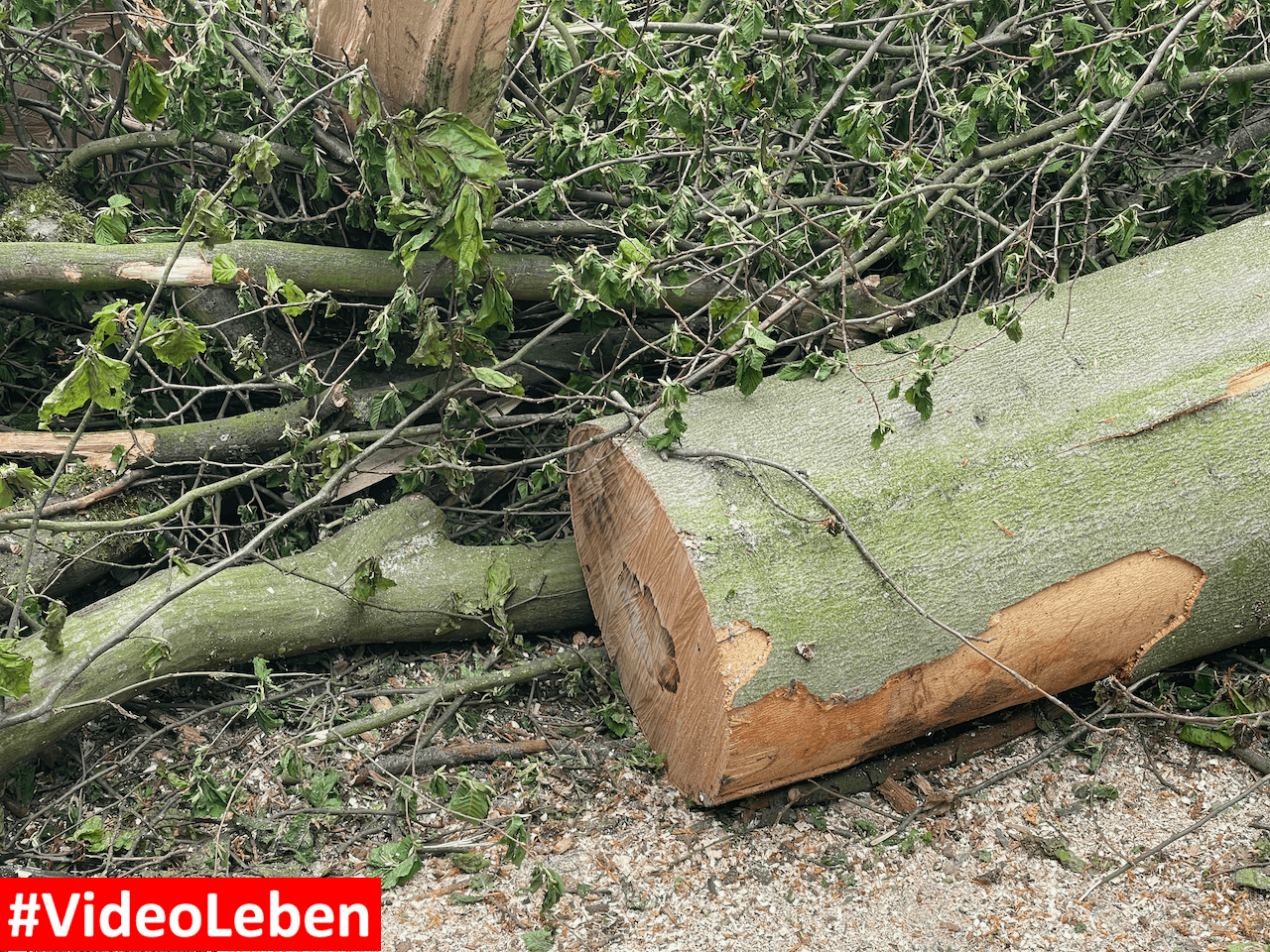 Spaziergänger fast vom Baum erschlagen VideoLeben