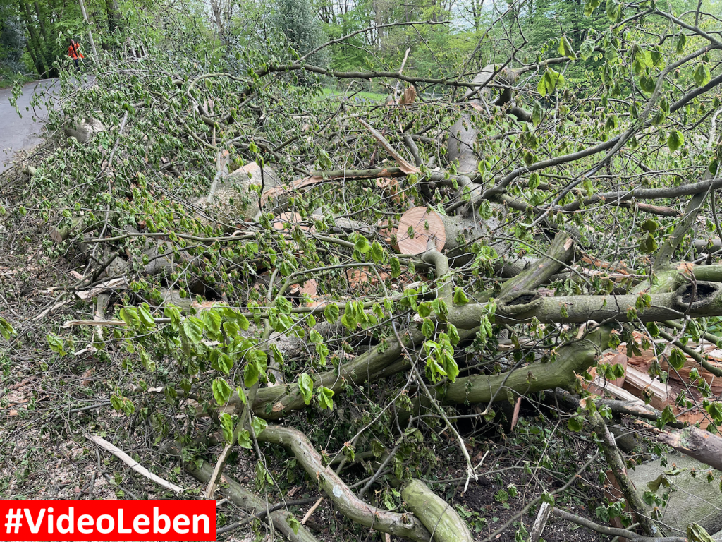 Fast vom Baum erschlagen - Buscher Feld in Solingen #Videoleben